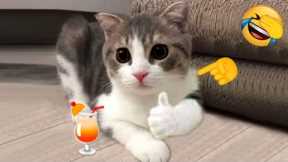 So funny cats compilation 2022 #8 || so funny cat videos ||
