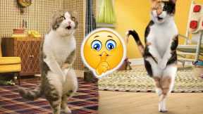 Funny cats funny life try not to laugh😸 - DAILY CAT VIDEOS PART 98