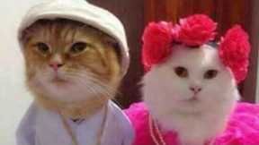 BEST FUNNY CATS COMPILATION 2022😂Best Of The FUNNIEST Cats Videos😂#2022 #cat #cute