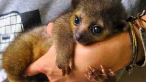CUTEST Exotic Pets You Can Legally Own