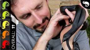 Black Pine Snake, The Best Pet Snake?