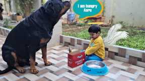 Dog playing with little angle | try not to laugh | funny videos|