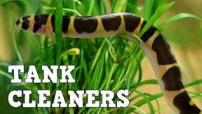10 Best Fish Tank Cleaners!