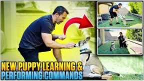 New Puppy Learning and Performing Training Commands | Episode 1