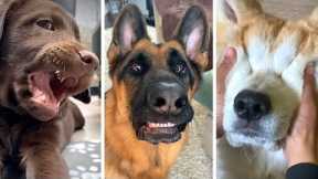 Best DOG Videos Ever!! 🐶 (Compilation of Goofy Doggos) 🐶