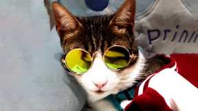 THE BEST CUTE AND FUNNY CAT VIDEOS OF 2020! 🐱