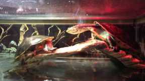 Exotic Pets (Pet Store) Tour - in Las Vegas, NV