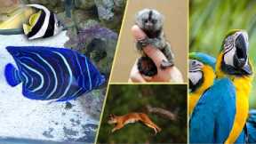 Some Exotic Pets Sold at Live Exotics Kottayam