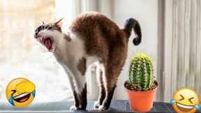 Best Funny Animals Video of the 2022 😂 - Funny Cats & Dogs Video 🐱🐶 #14