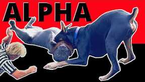 Out of Control Pitbulls get Pinned by Prince - Rough and Tumble Session.