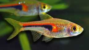 Top 10 Aquarium Fish For Beginners