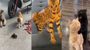 Funniest Animals Video | Best Cats Video 2022 | funny cat videos | Funny Animals | animal kids joy