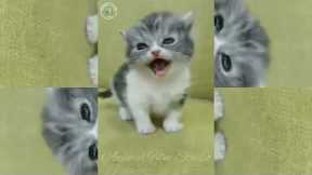Funny Baby Cat With Music | Funny Kitten | Cute Cat Video | Funny Animal Video | #10