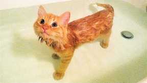 Funniest Cats And Dogs Videos 😺😍#106