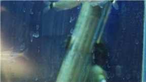 Fish Tanks & Aquarium Maintenance : How to Clean Hard-Water Scale Buildup on a Fish Tank
