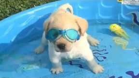 Retrievers Make It Better - Funny Puppy Videos 2018