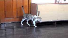 Marty playing with Nancy's kittens | funny cat videos (king Marty)