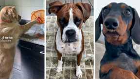 Best DOG Videos of 2022 😂 Funniest PUPPY Videos! 🐶 (NEW)