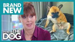 Pierre the Frenchie Can’t Stop Playing with his LITTLE PIERRE ?! | Full Episode | It's Me or the Dog