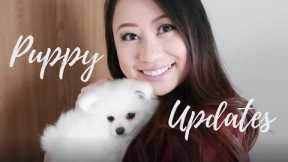 LEO | How We Train Our White Pomeranian Puppy | 15+ Tricks