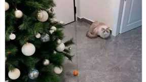 funny animals funny cats/dog funny animal video best video 2022 - cute cats videos .cat complication