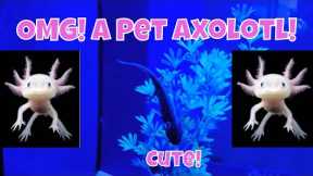 Polly's Pet Shop! Full of Exotic Pets! Wow!