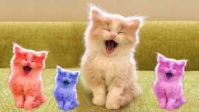 1 Hour of Funniest Cat Videos on the Planet - Best Funny Animal Videos 2022