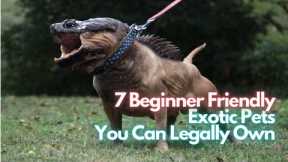 7 Beginner Friendly Exotic Pets You Can Legally Own