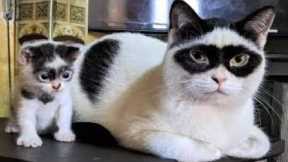 1 HOUR FUNNY CATS COMPILATION 2022😂| Super FUNNIEST Cats Videos In 2022 😂