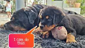 funny dog compilation 2022 | Rottweiler puppy | funny dog videos