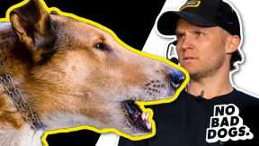 THIS DOGS OWNER DIED NOW HE NEEDS HELP TRAINING