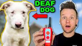 HAVE YOU SEEN THIS CREATIVE DOG TRAINING BEFORE?