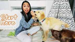 So You Got A Puppy... Teach These 3 Things *FIRST* (You'll thank me later)