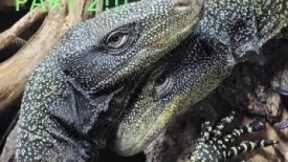Breeding Croc Monitors Part 2 -pulling eggs from nest!