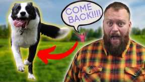 Dog Training Tips You Must Understand If You Want Perfect Recall