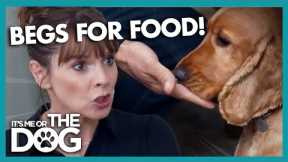 Greedy Cocker Spaniel Constantly BEGS for Food | It's Me or The Dog