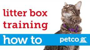 How to Train Your Cat to Use a Litter Box (Petco)