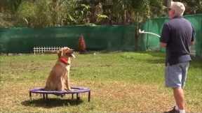 SECRET dog training technique that only top professionals use......