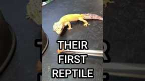 This Might Be The Best Beginner Reptile! 🦎#shorts
