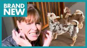 Terrible Two Have a Big Issue with Squealing | It's Me Or The Dog