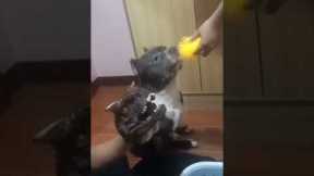 This is how you train your dog | Dog Training | Funny Dogs | Animal Videos | Just for Fun #shorts