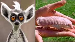 11 Weird Animals to Own as Pet