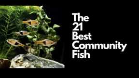Best Freshwater Community Fish 🐠explained in 11 minutes