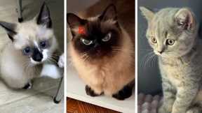Most Viral CATS on the internet! 🐱 Funny Kittens Compilation 🥰
