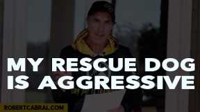 Rescue Dog Aggressive to Other Dogs - Dog Training Advice
