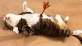 1 HOUR FUNNY CATS COMPILATION 2022 😂| The Best Funny Cat Videos!😸 😸