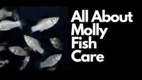 All About Molly Fish Care 🐟