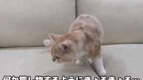 Cute And Lovely Cat Videos 2022😹|Funny cats compilation 2022|funny cat videos