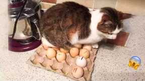 😱 It's To LAUGH When Watching This Video Of The FUNNIEST CATS On Earth 😱 - Funny Cats Life