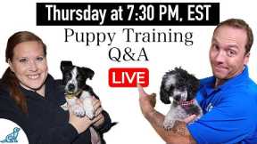Every Successful Puppy Training Plan Follows THESE 5 Rules!